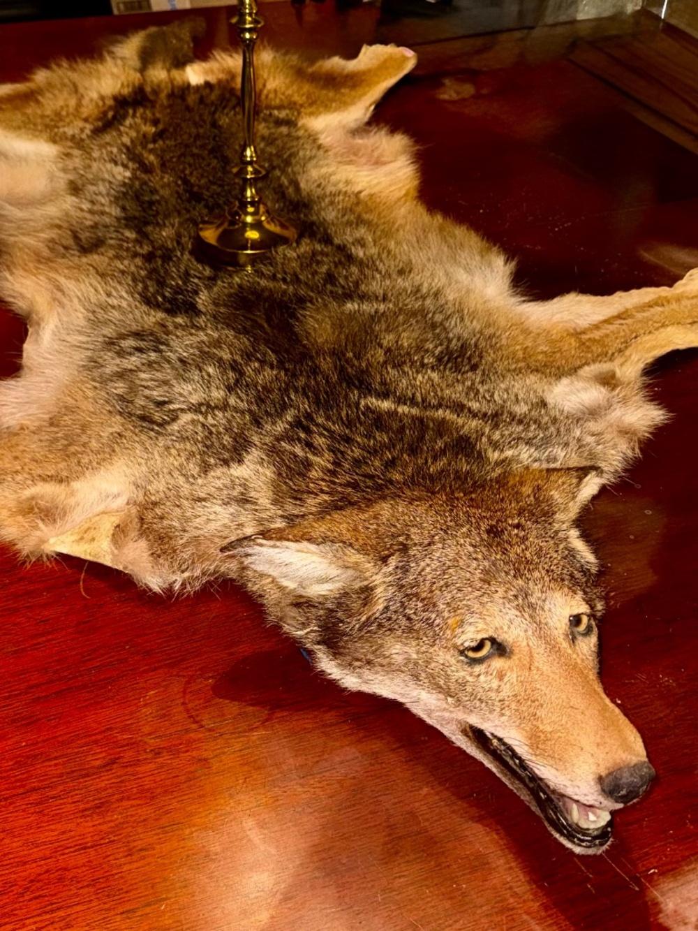 Vintage Tanned Coyote Hide Pelt Rug Full Body Head Tail Fur Taxidermy Display